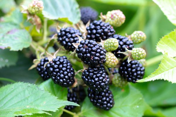 Cost of Blackberry Bush Removal in Niceville