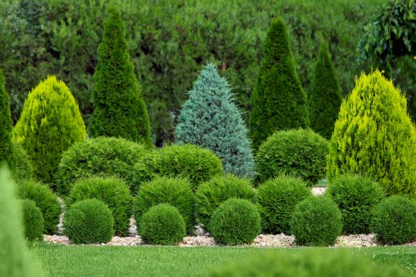 Cost of Bush Shaping Service in Niceville