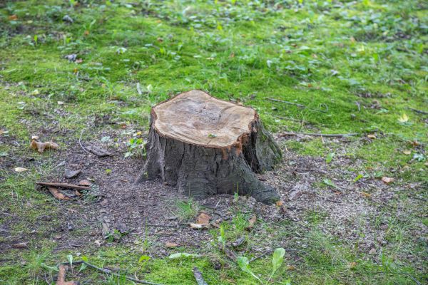 Cost of Bush Stump Removal in Niceville
