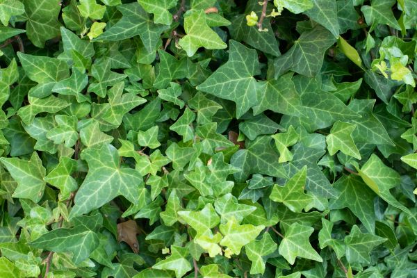 Cost of English Ivy Removal in Niceville