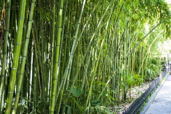 Cost of Bamboo Root Removal in Niceville