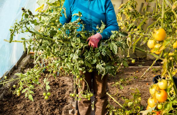 Cost of Garden Plant Removal in Niceville