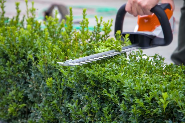 Cost of Hedge Shearing in Niceville
