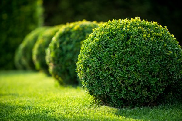 Cost of Bush Pruning in Niceville