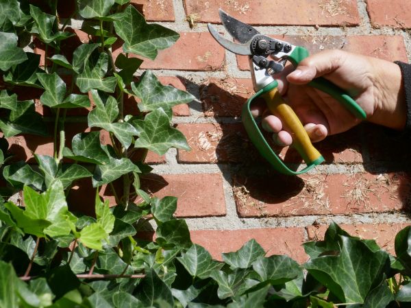 Cost of Ivy Removal Service in Niceville