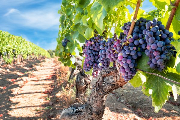 Cost of Grapevine Pruning in Niceville