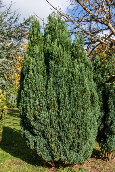 Cost of Juniper Trimming in Niceville