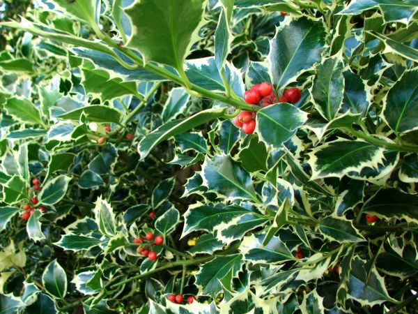 Cost of Holly Bushes Trimming in Niceville