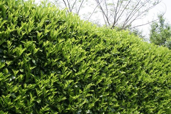 Cost of Laurel Shrub Removal in Niceville