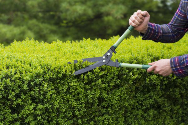 Cost of Evergreen Shrub Pruning in Niceville