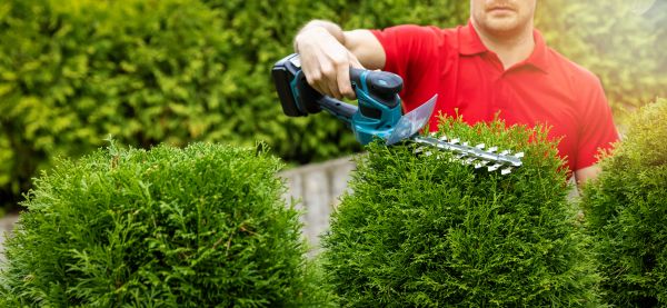 Cost of Hedge Shaping Service in Niceville
