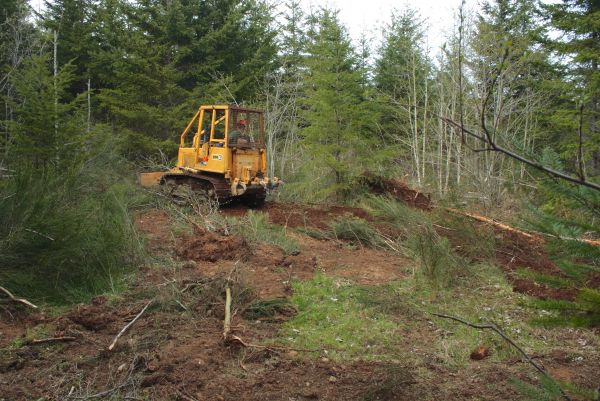 Cost of Shrubbery Clearing in Niceville