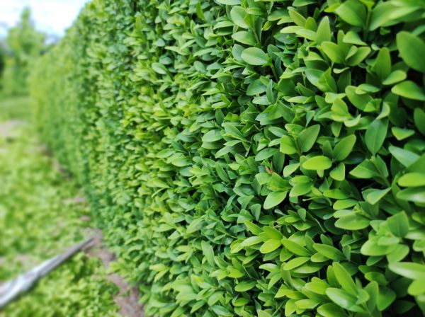 Cost of Boxwood Pruning in Niceville
