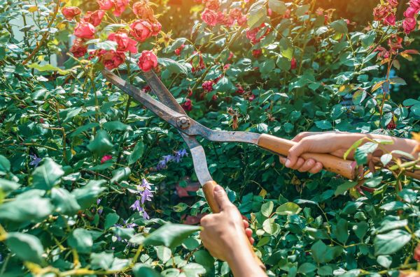 Cost of Knockout Roses Pruning in Niceville