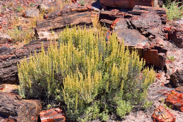 Cost of Sagebrush Removal in Niceville