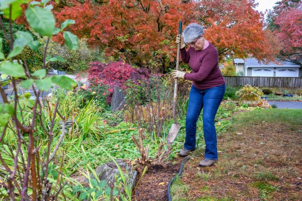 Cost of Dead Bush Removal in Niceville