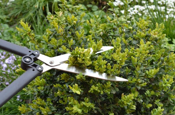 Cost of Boxwood Trimming in Niceville