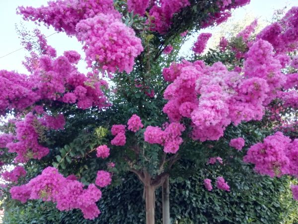 Cost of Crape Myrtle Pruning in Niceville