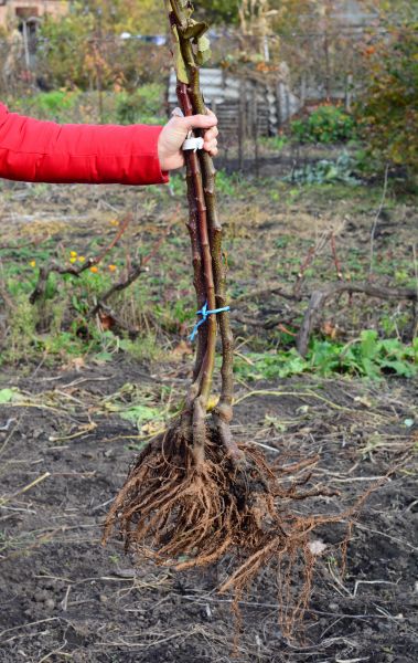 Cost of Shrub Root Removal in Niceville