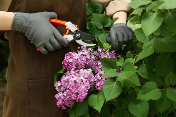 Cost of Lilac Pruning Service in Niceville