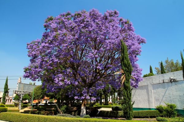 Cost of Jacaranda Pruning in Niceville