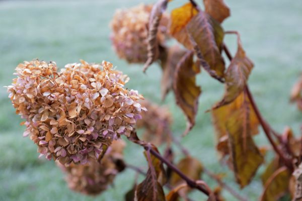 Cost of Hydrangea Removal in Niceville