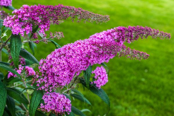 Cost of Butterfly Bush Removal in Niceville