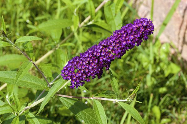 Cost of Butterfly Bush Pruning in Niceville
