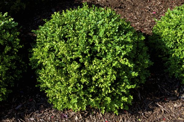 Cost of Boxwood Removal in Niceville
