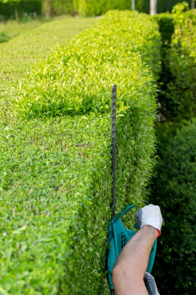 Cost of Hedge Trimming in Niceville