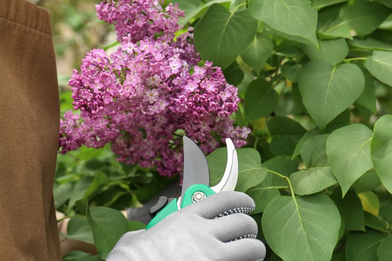 Hydrangea Pruning