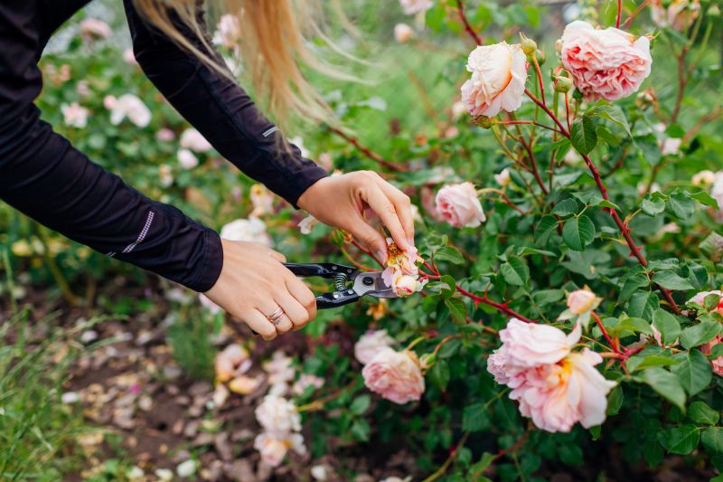 Rose Bush Pruning