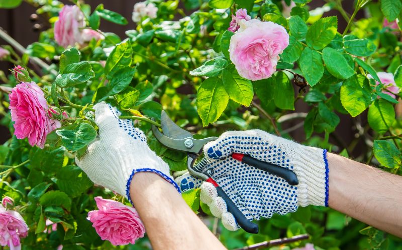 Rose Bush Pruning