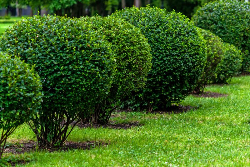 Landscape with Neatly Trimmed Shrubs